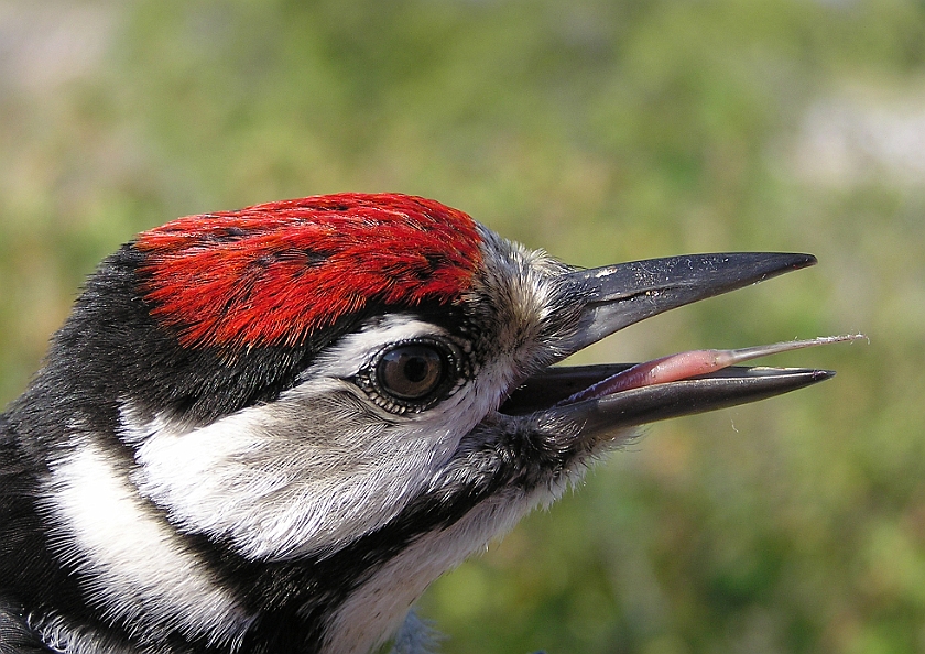 Great Spotted Woodpecker, Sundre 20080731